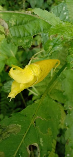 黃花鳳仙花