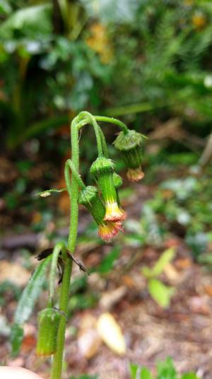 野茼蒿