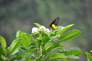 珠光鳳蝶蘭嶼亞種 (蘭嶼黃裙鳳蝶、蘭嶼金鳳蝶)