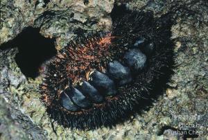 海膽石鱉 