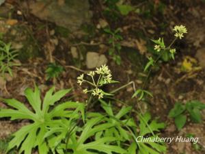 高山破傘菊