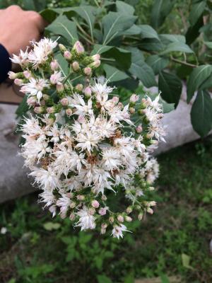 南非葉 (扁桃斑鳩菊)