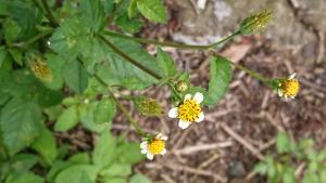 小白花鬼針