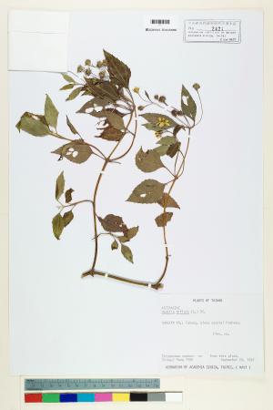Wedelia biflora (L.) DC._標本_BRCM 6212