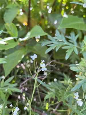 玉山筷子芥