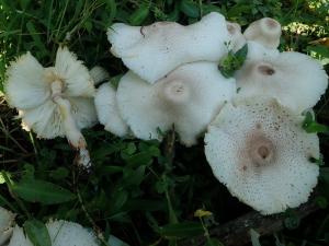 Leucoagaricus americanus 美國白環蘑 (Leucoagaricus bresadolae  布雷白環蘑)