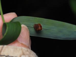 白斑素獵椿象 (六刺素獵椿象)