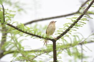 褐頭鷦鶯