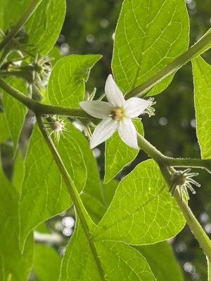 雙花龍葵