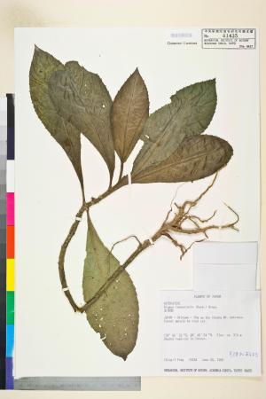 Blumea lanceolaria (Roxb.) Druce_標本_BRCM 4951