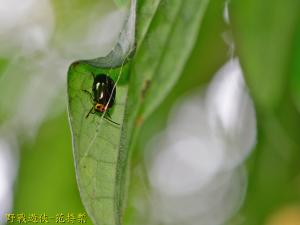 榕四星螢金花蟲