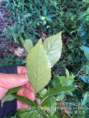 臺灣山桂花