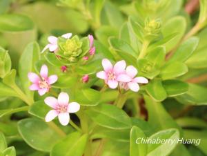 茅毛珍珠菜