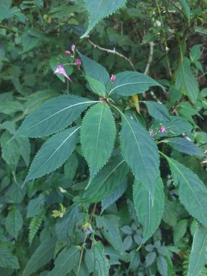 棣慕華鳳仙花