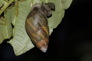 台灣長蝸牛(臺灣長蝸牛)