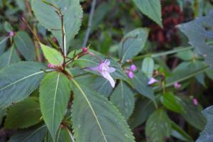 棣慕華鳳仙花