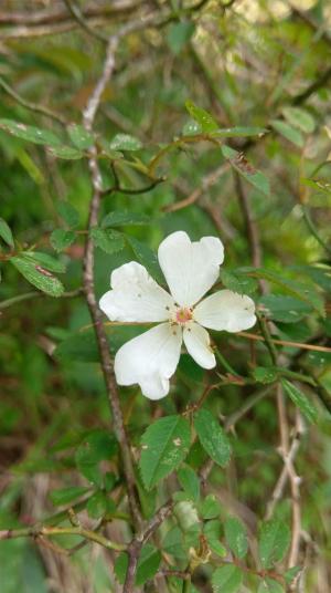 高山薔薇