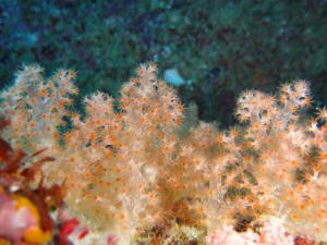 美麗骨穗軟珊瑚