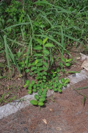 圓葉鏈莢豆