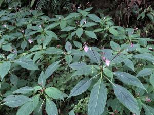 棣慕華鳳仙花