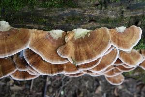 Trametes modesta(謙遜栓菌)