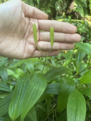 臺灣油點草