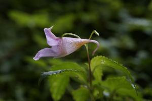 紫花鳳仙花