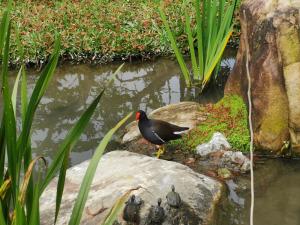 紅冠水雞