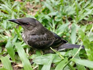 亞洲輝椋鳥