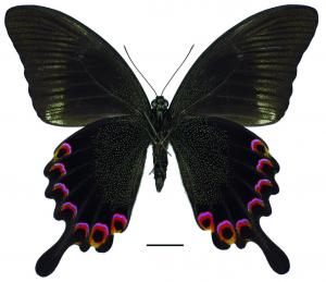 Papilio paris nakaharai Shirôzu, 1960 琉璃翠鳳蝶