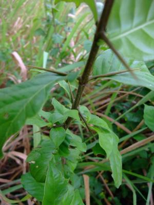 山石榴、山蒲桃