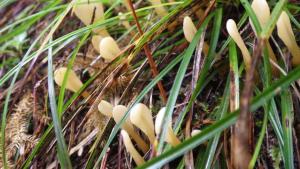 Spathularia flavida(黄地匙菌)