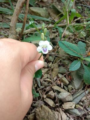 小花寬葉馬偕花