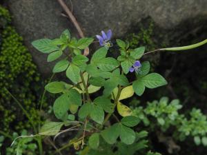 皺子白花菜