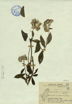 Blumea riparia var. megacephala Randeria_標本_BRCM 4360