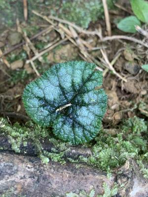 刺萼寒莓