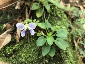 台北堇菜