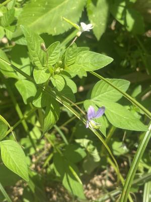 皺子白花菜