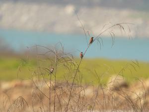 山麻雀