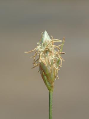 高雄飄拂草