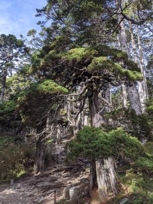 玉山圓柏