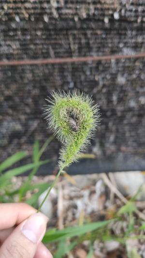 倒刺狗尾草