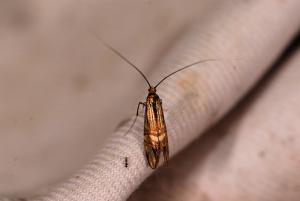 Nemophora uncella 肘帶長角蛾