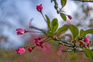 垂絲海棠 Malus halliana