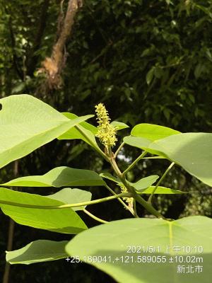 野桐