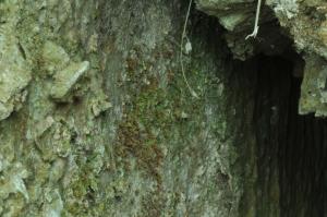 Gymnostomiella longinervis Broth. 長肋疣壺苔(moss) 生態照