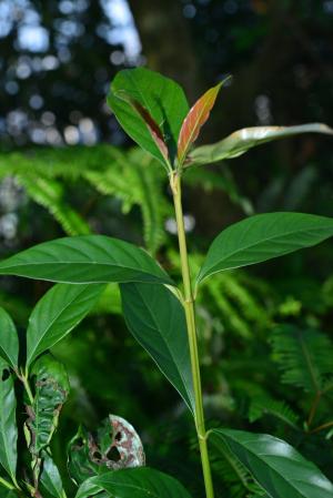 茜草樹