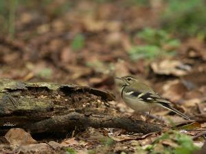 20091218_380424_Forest_Wagtail_3952.jpg