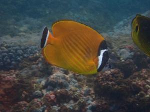 魏氏蝴蝶魚