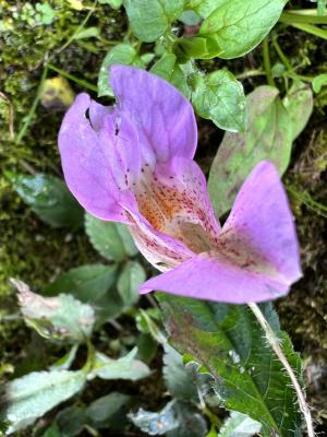 紫花鳳仙花